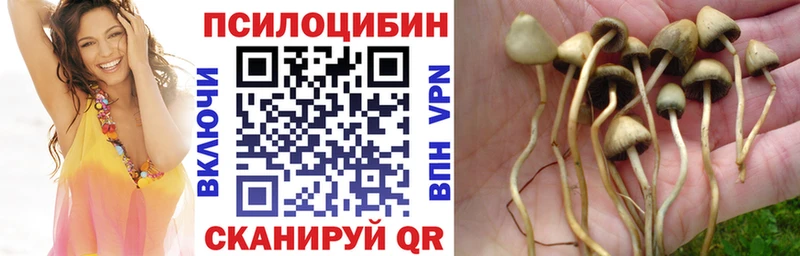 Галлюциногенные грибы Psilocybine cubensis Вихоревка
